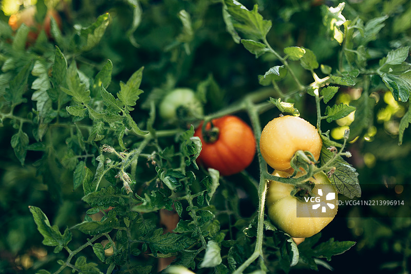 阳光明媚的绿藤上成熟和未成熟的番茄。图片素材