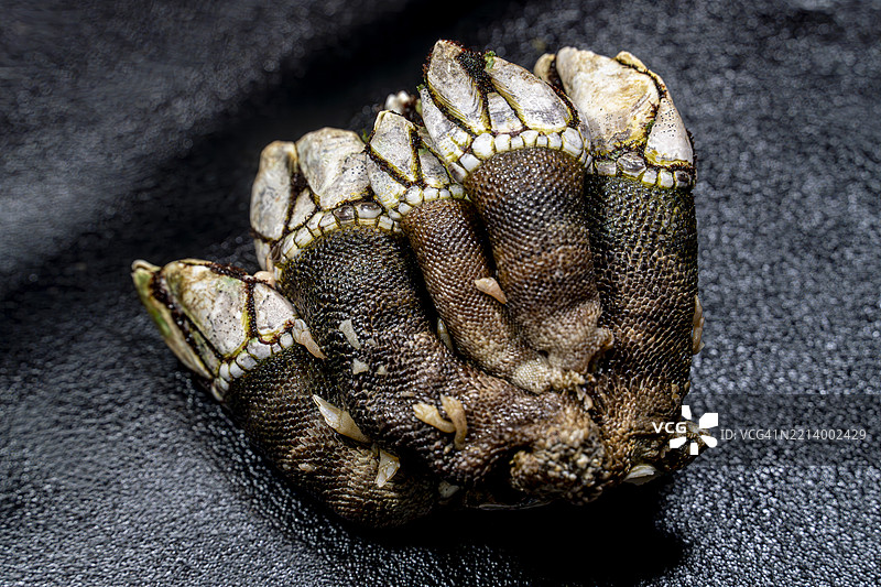 京都的日本鹅颈藤壶（亀手，石蟹）图片素材