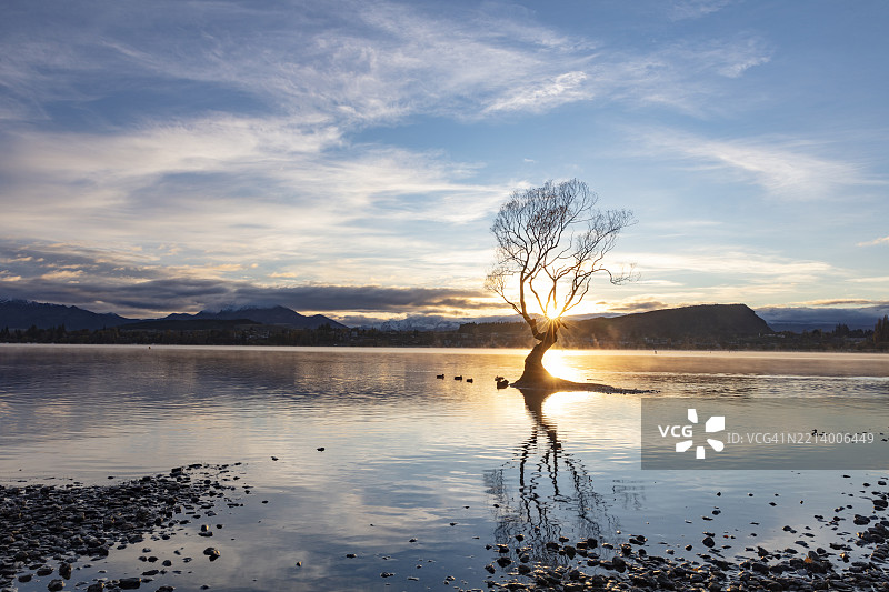 瓦纳卡湖的孤独之树在日出时分图片素材