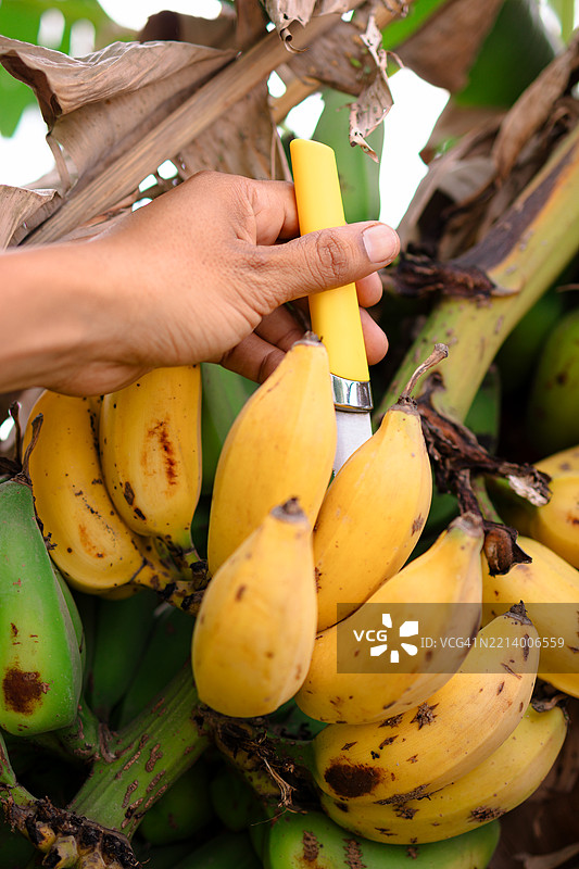 在可持续农场手工采摘有机香蕉图片素材
