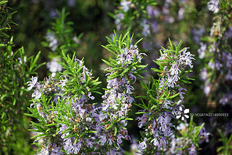 迷迭香 (Salvia rosmarinus)图片素材