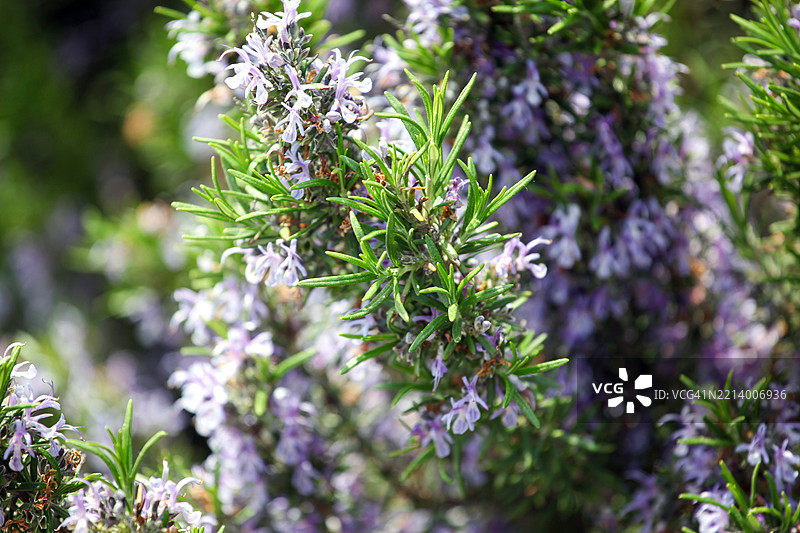 迷迭香 (Salvia rosmarinus)图片素材