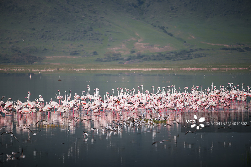 坦桑尼亚恩戈罗恩戈罗火山口湖中休息的火烈鸟和海鸥图片素材