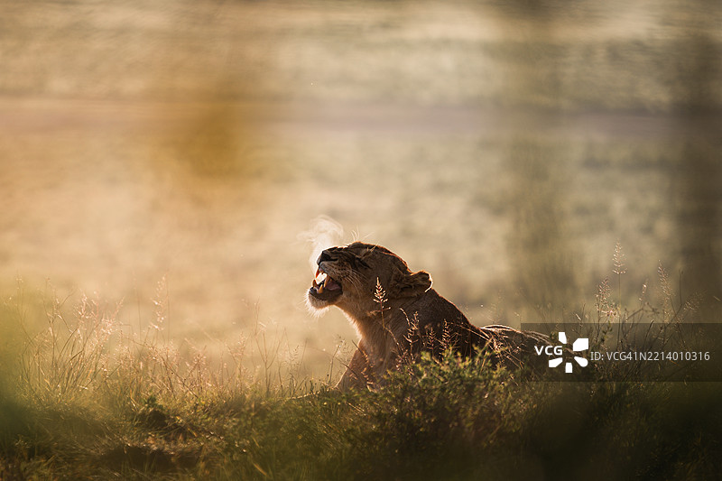日出时在恩戈罗恩戈罗火山口咆哮的母狮图片素材