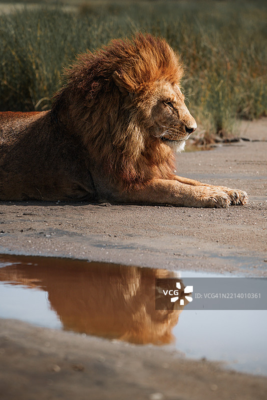 雄伟的雄狮在坦桑尼亚塞伦盖蒂的恩杜图休息图片素材