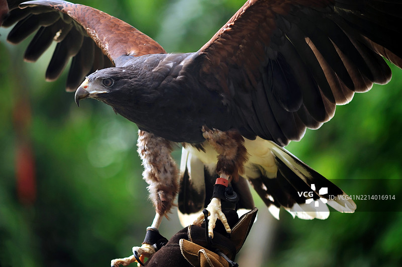 哈里斯鹰图片素材
