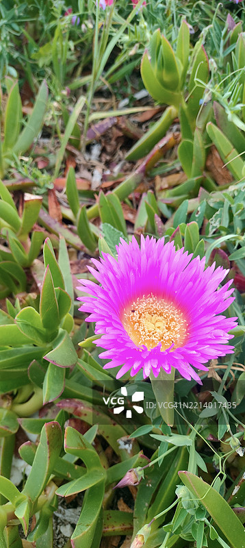 地中海的紫色野花——萨莉-我的帅哥（Carpobrotus acinaciformis）图片素材