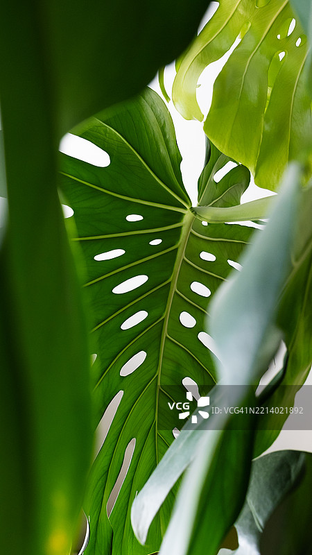 明亮的光线下，灰色墙壁前的巨型瑞士奶酪植物（Monstera deliciosa）叶子特写。图片素材