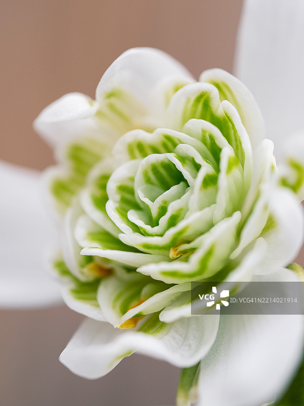 春天盛开的白色雪花莲花的特写，背景模糊。Galanthus nivalis图片素材