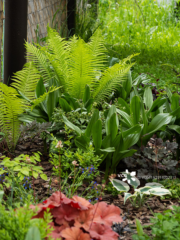 春季花坛混合边界，春季花园中的多年生植物。鸵鸟蕨与秋季番红花（Colchicum autumnale）的绿色叶子相伴。图片素材