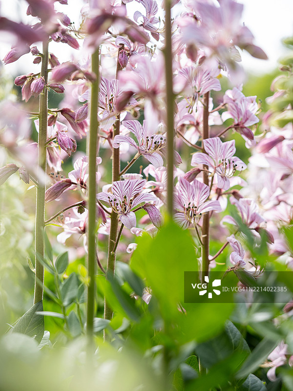 春季花园中自然背景下盛开的粉色花朵的特写，白花丹参，燃烧灌木，香草，气体植物，白花丹参。图片素材