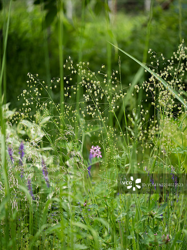 夏季草甸草的开花。颤草（Briza media）图片素材