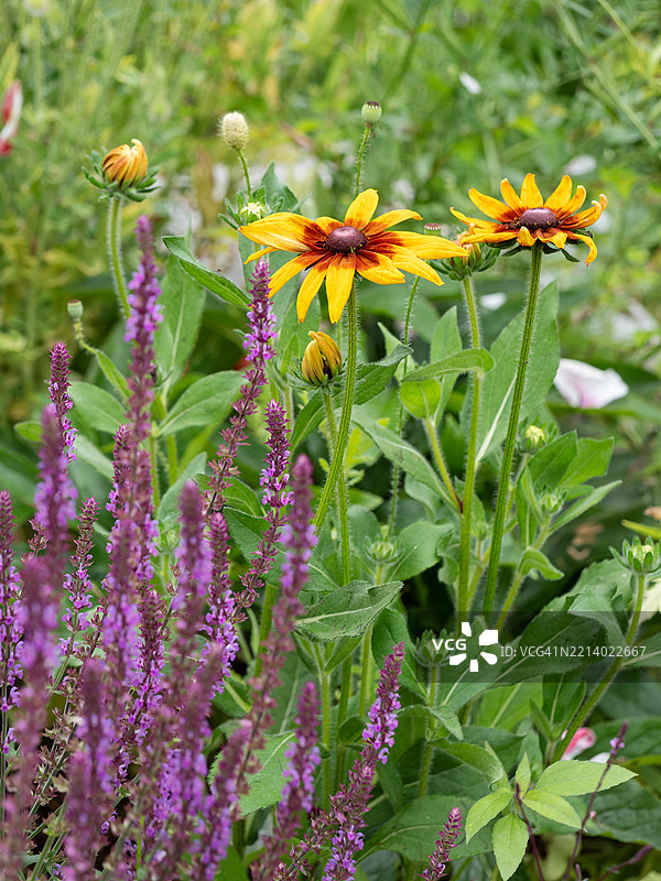 特写镜头下的盛开的黄色黑眼睛苏珊花和紫色鼠尾草，花园中的鲁德贝基亚和锥花。现代乡村小屋花园，种植着观赏植物。图片素材