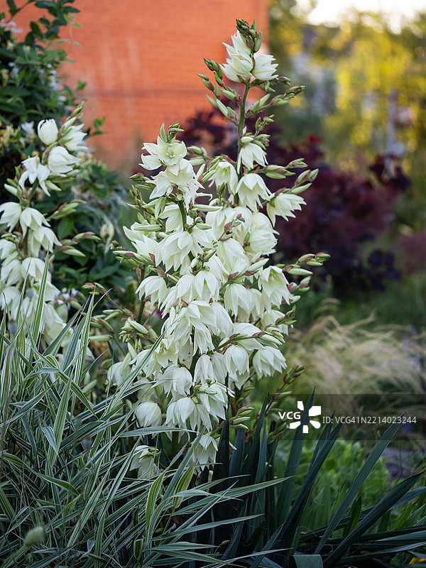 高茎上的白色铃铛花。丝叶龙舌兰，夏季花园花坛中的龙舌兰花。图片素材