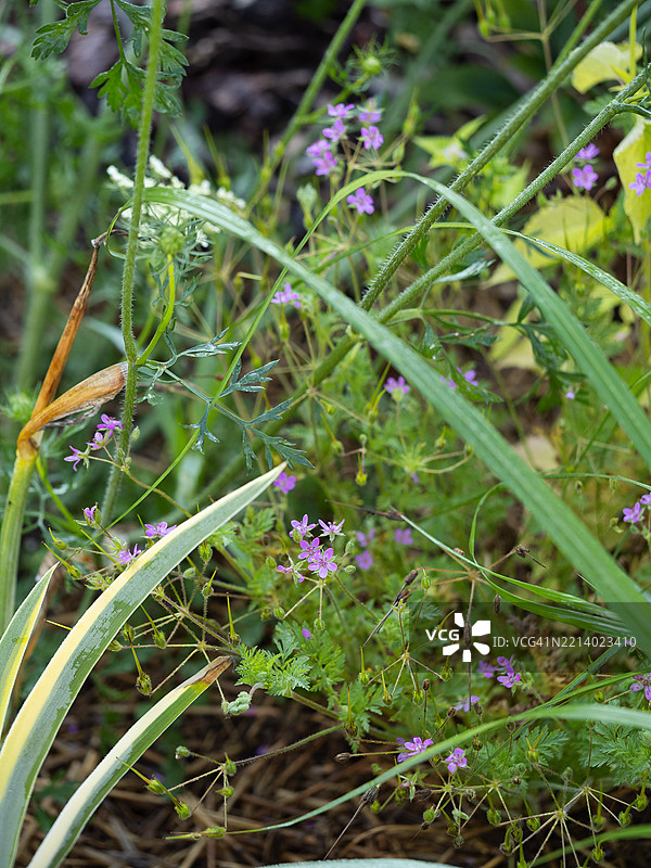 盛开的野花，带有细小的粉色花朵。刺毛草，常见的鹤嘴草，红茎细叶草，红茎鹤嘴草，针草。图片素材