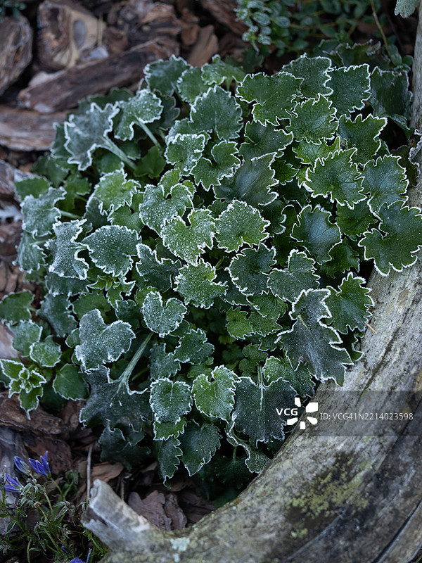花园中被白霜覆盖的草本植物绿叶特写图片素材