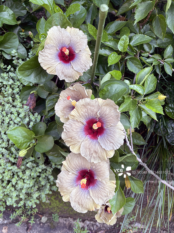 带有紫色花心的浅黄色芙蓉花图片素材