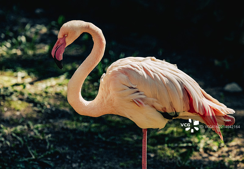 火烈鸟图片素材