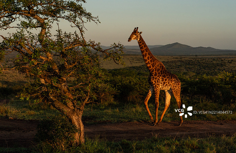在祖鲁尼亚拉保护区日落时分行走的长颈鹿图片素材