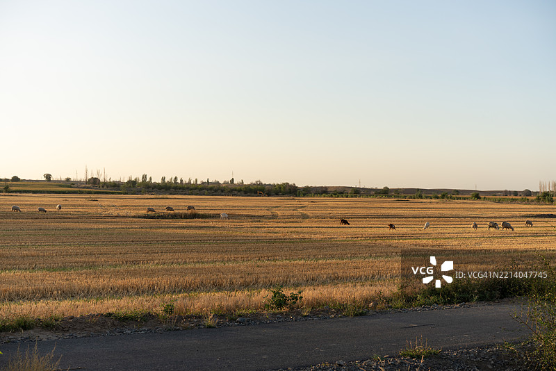 日落时分的羊群在吃草图片素材