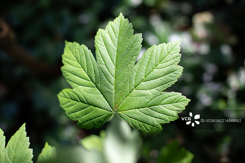 枫叶，英国图片素材