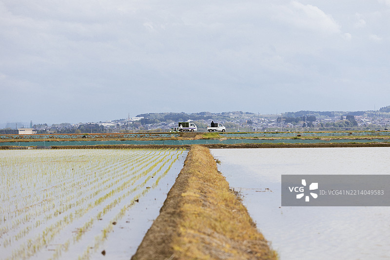 新潟的稻田图片素材