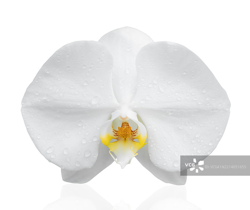 单朵白色兰花上带水珠，背景为白色，保存剪切路径。图片素材