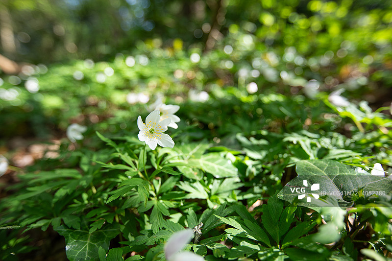 户外英国自然图像，威尔士森林图片素材