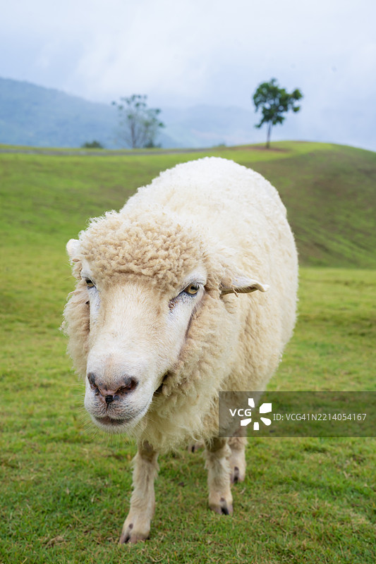 在泰国北部的清莱高山上拍摄的可爱羊群图片素材