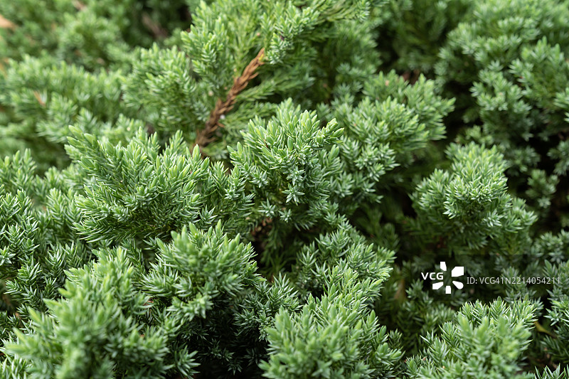 圣诞树的树枝。新年的概念。图片素材