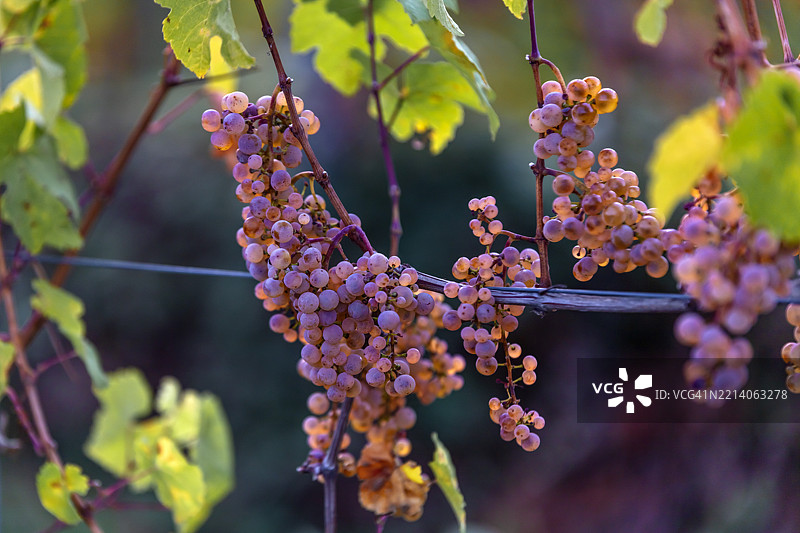 秋季收获的葡萄园中的雷司令葡萄图片素材