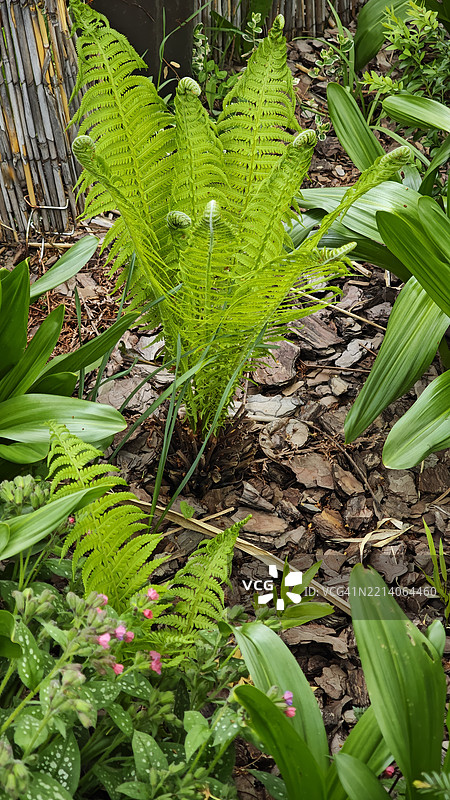 不同叶形的草本植物组合，设计成一个装饰性花园。阴影观赏植物。蕨类植物和肺草。图片素材