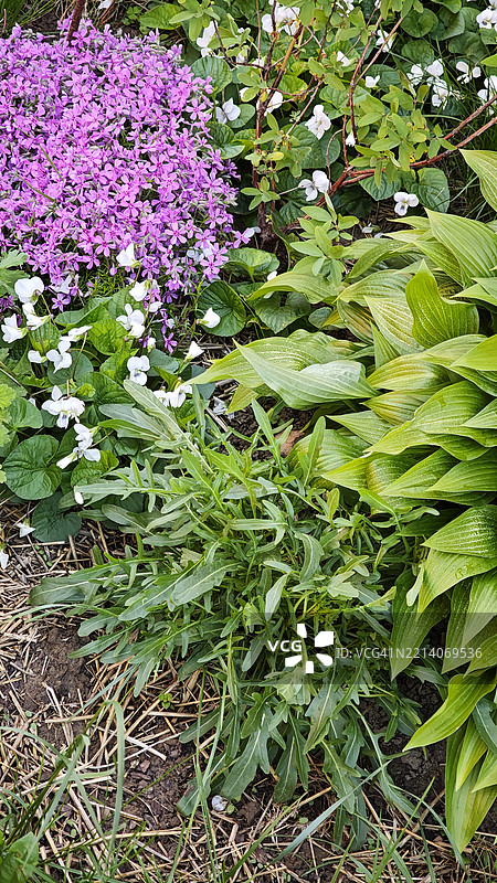 不同叶形的多种草本植物组合，设计成一个装饰性花园。花卉和观赏性多年生植物。图片素材
