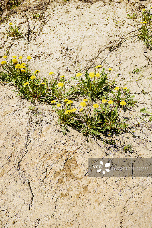 高角度视图显示干燥的土壤，表面有裂缝和小植物。图片素材