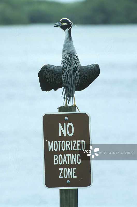 夜鹭（Nycticorax nycticorax）栖息在佛罗里达州大沼泽地湖边的禁止入内标志上，北美图片素材