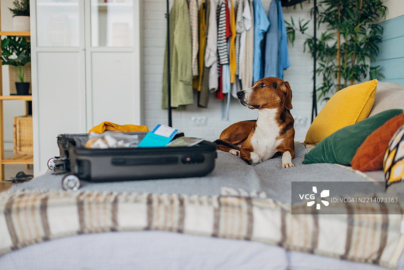 一只温顺的三色猎犬安静地躺在卧室的床上，旁边是主人正在为旅行打包的行李箱。图片素材