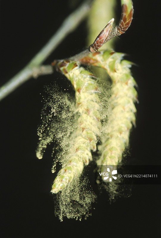 榛树（Corylus avellana）花序的花粉，来自德国北莱茵-威斯特法伦州，欧洲图片素材