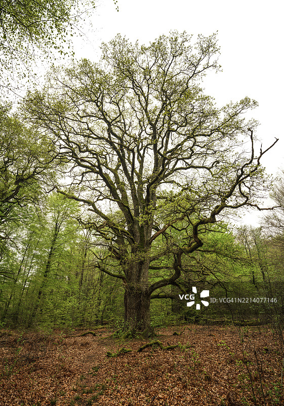 古老的橡树(Quercus),拉普橡树,以林业官员和保护主义者赫尔曼-约瑟夫·拉普命名,约300岁,位于德国黑森州霍夫盖斯马尔的萨巴堡原始森林,莱因哈德斯瓦尔德庄园区。图片素材