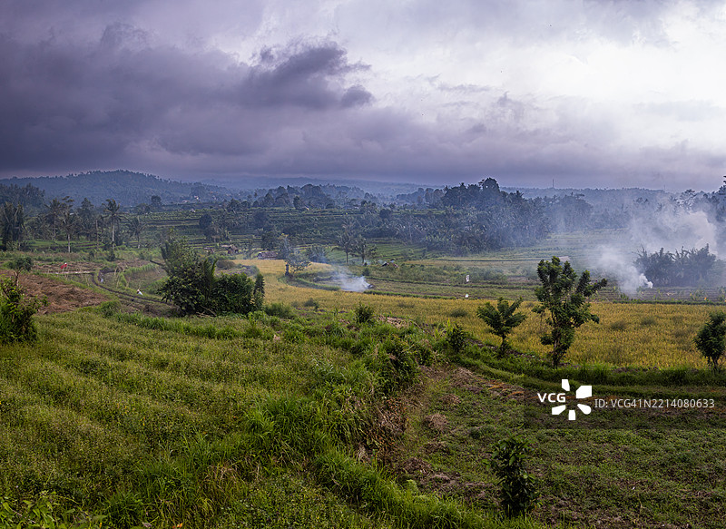 印度尼西亚巴厘岛卡朗阿森区西德门谷的稻米种植。图片素材