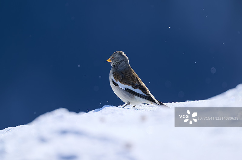雪雀（Montifringilla nivalis），在冬季的雪地上，Gemmi Pass，Daubenhorn，Leukerbad，Leuk，瓦莱州，瑞士，欧洲图片素材