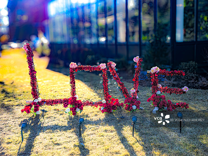 康涅狄格州达里恩的田野上红色开花植物的特写图片素材