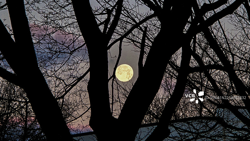 低角度视图的树木剪影与天空，达里恩，康涅狄格州，美国图片素材