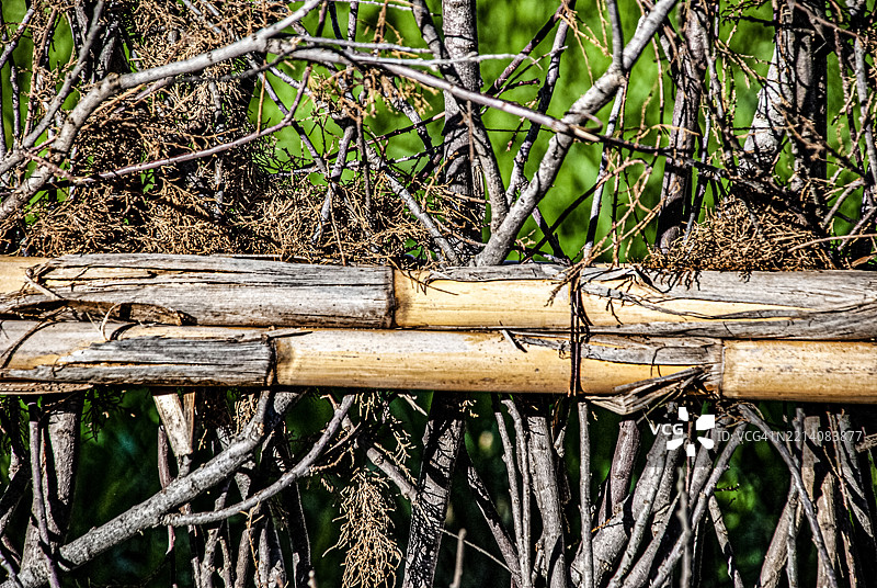 查温森林中的竹子特写图片素材