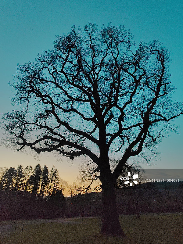 基尔布罗尼森林公园的春季傍晚图片素材
