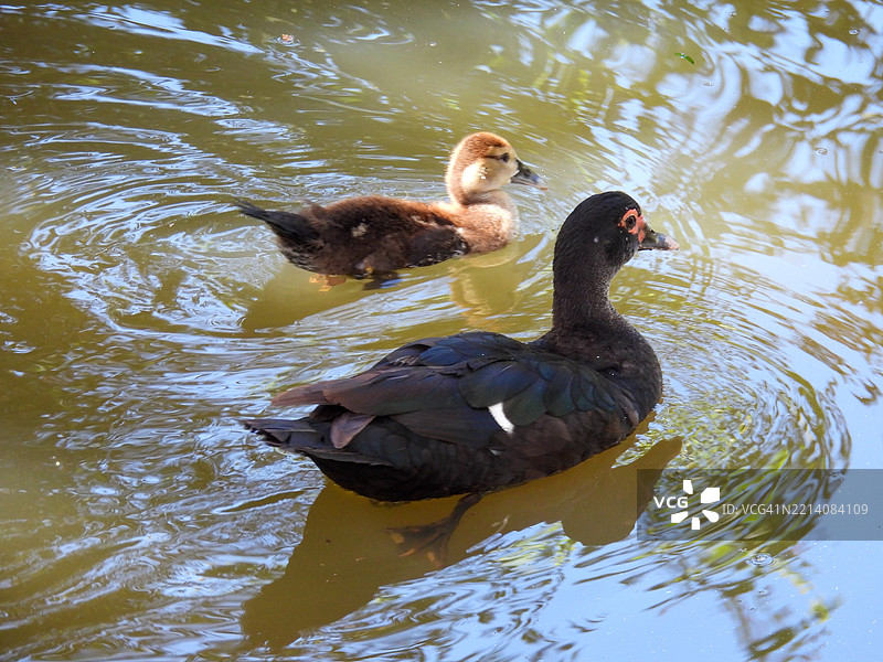 莫斯科鸭母亲和她的宝宝，巴西坎皮纳斯图片素材