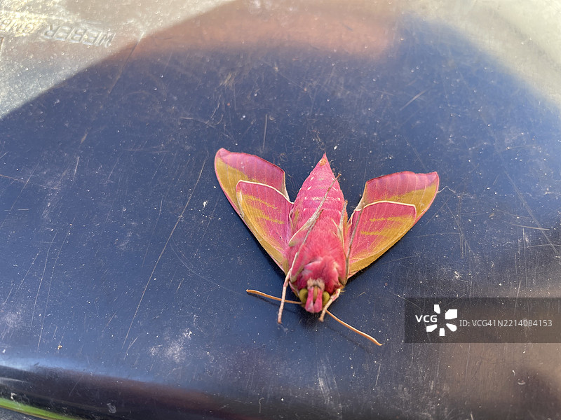 高角度视图的蝴蝶停在叶子上，英格兰北安普顿，英国图片素材