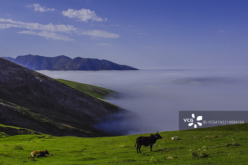 高角度视图的牛在天空下的田野上吃草图片素材