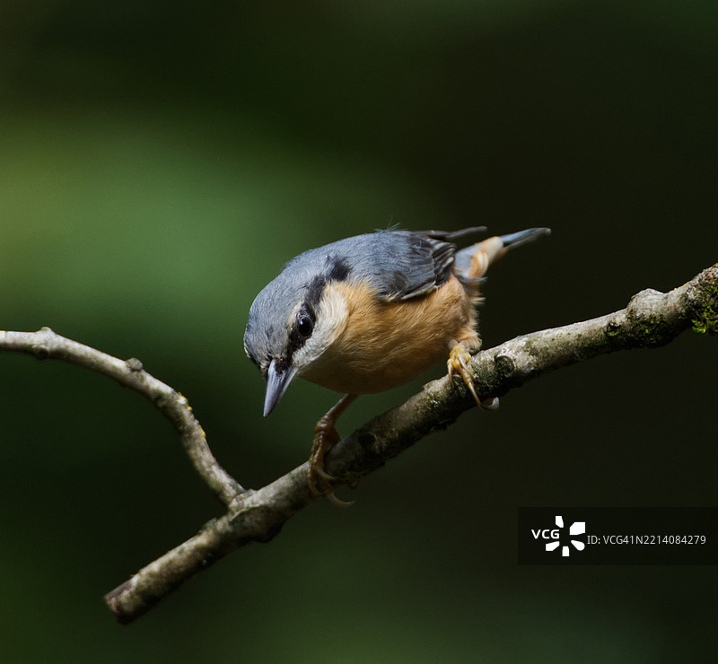 树巢雀在树枝上的特写镜头图片素材