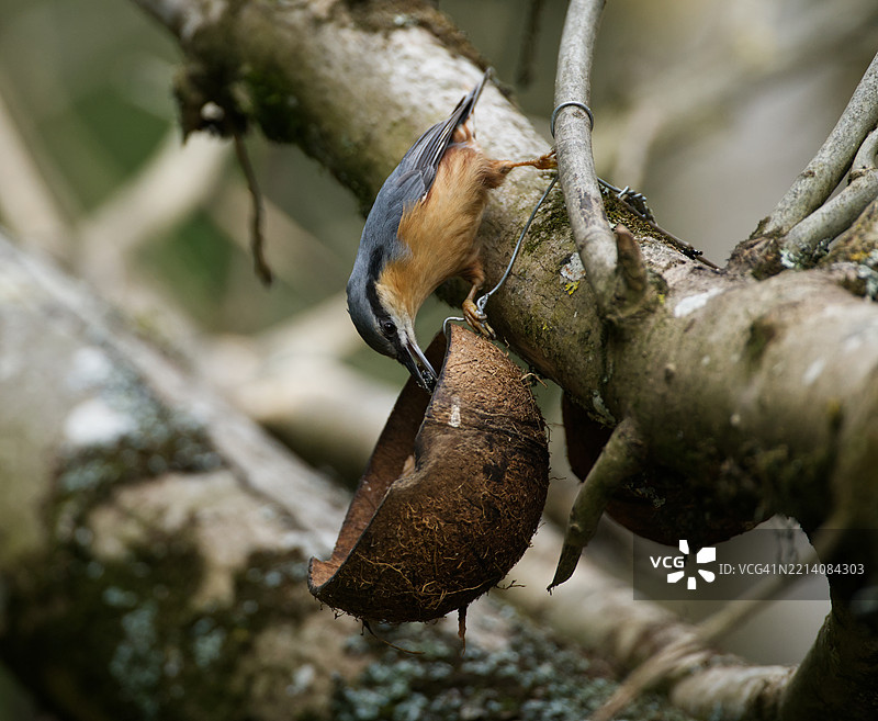 树上栖息的鸣禽特写镜头图片素材