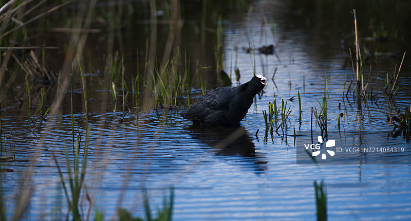 水中的鸬鹚吞食草丛图片素材